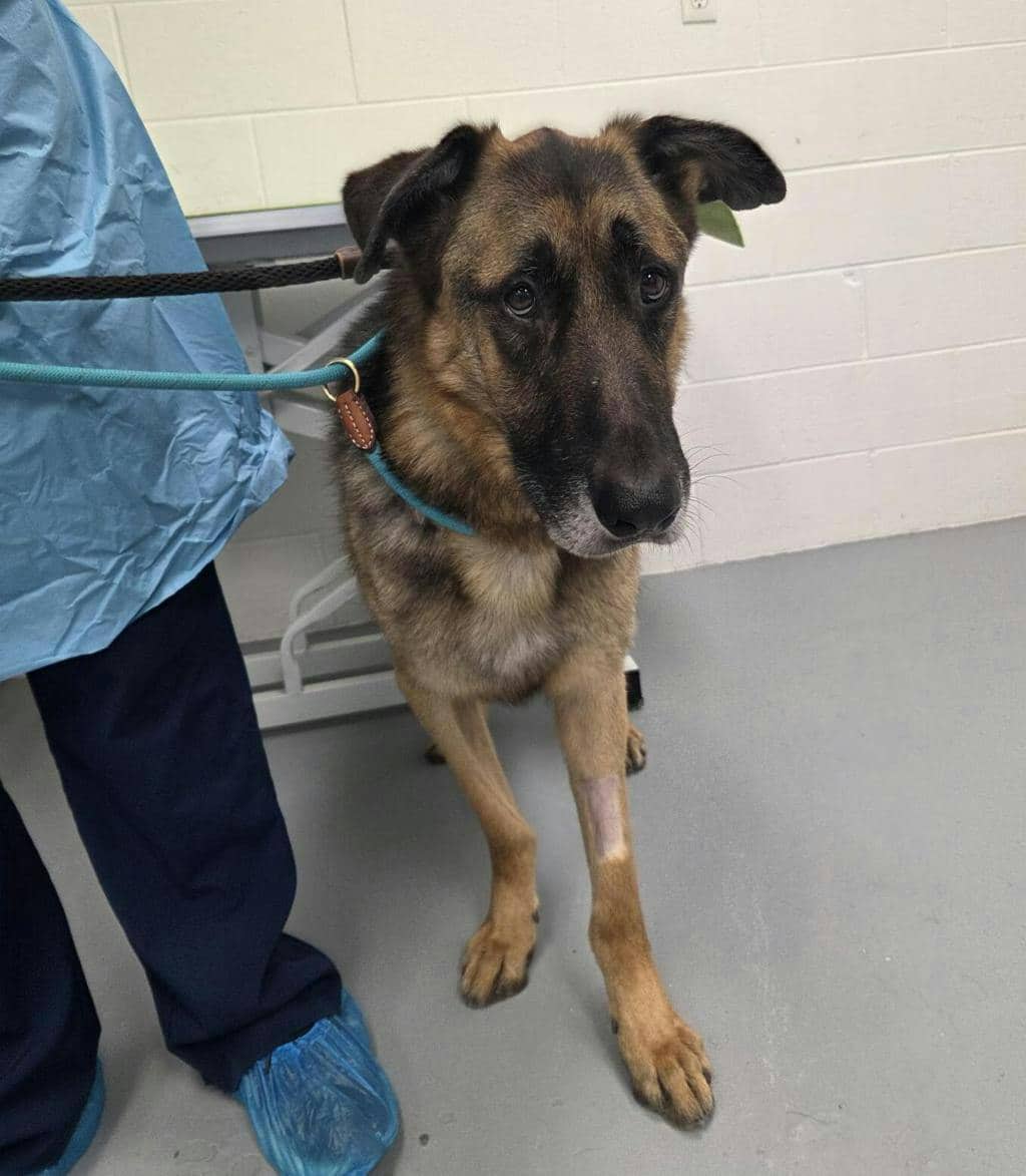 Gimpy - German Shepherd available for adoption in Ontario