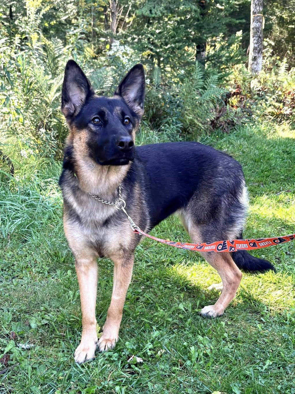 Macy - German Shepherd available for adoption in Ontario