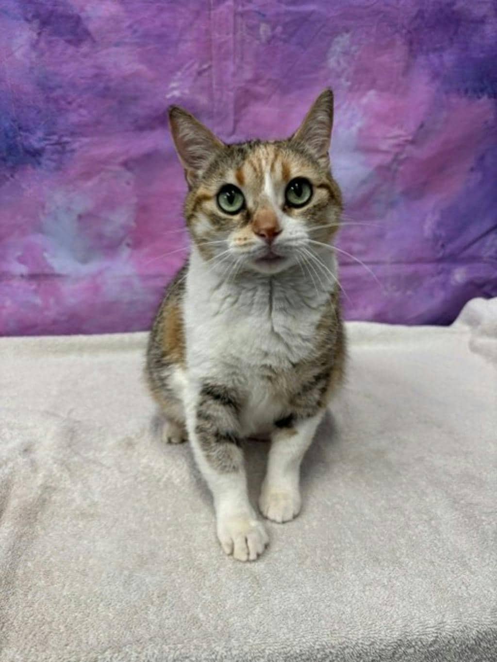 Winnie - Domestic Medium Hair available for adoption