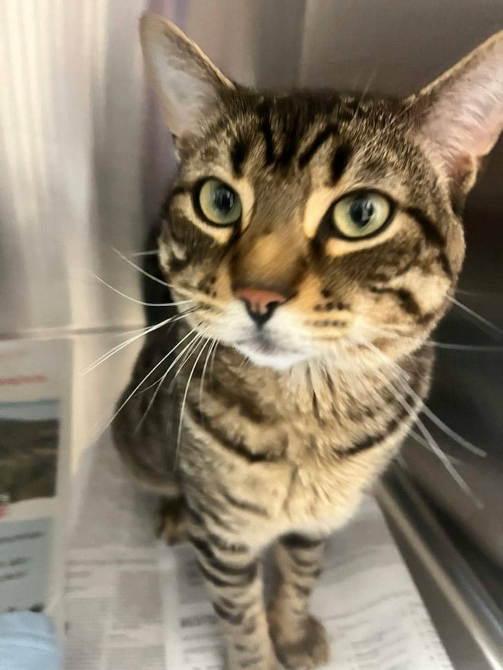 Piglet - Domestic Short Hair cat available for adoption at Ontario SPCA (Central Ontario) in Bracebridge