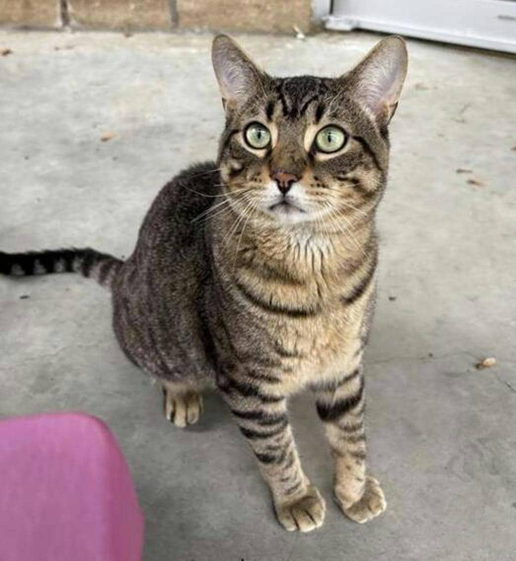 Piglet - Domestic Short Hair available for adoption