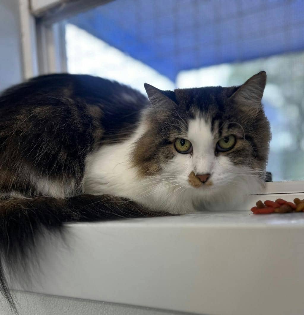 Ruby - Domestic Medium Hair available for adoption