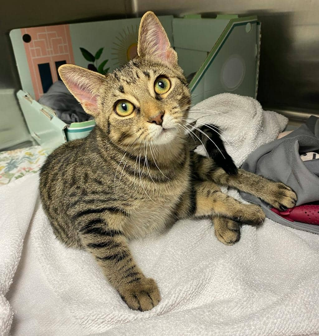 Silly (fka Silt) - Domestic Short Hair available for adoption