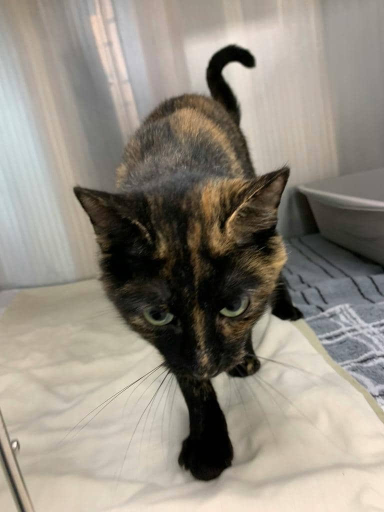 Seraphina - Domestic Short Hair cat available for adoption at Ontario SPCA (Sudbury) in Sudbury
