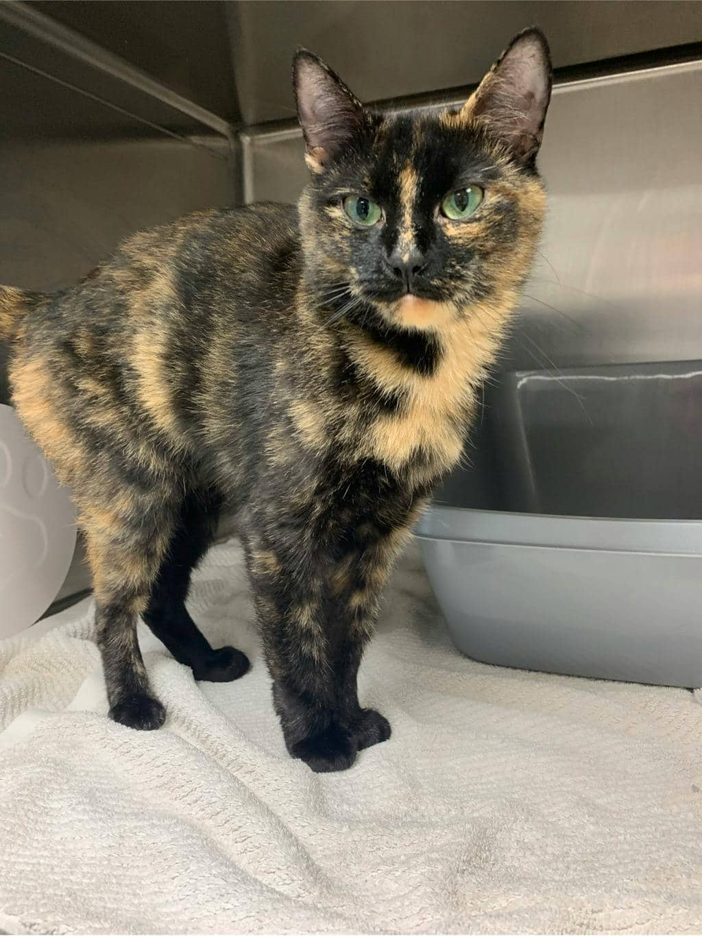 Seraphina - Domestic Short Hair available for adoption