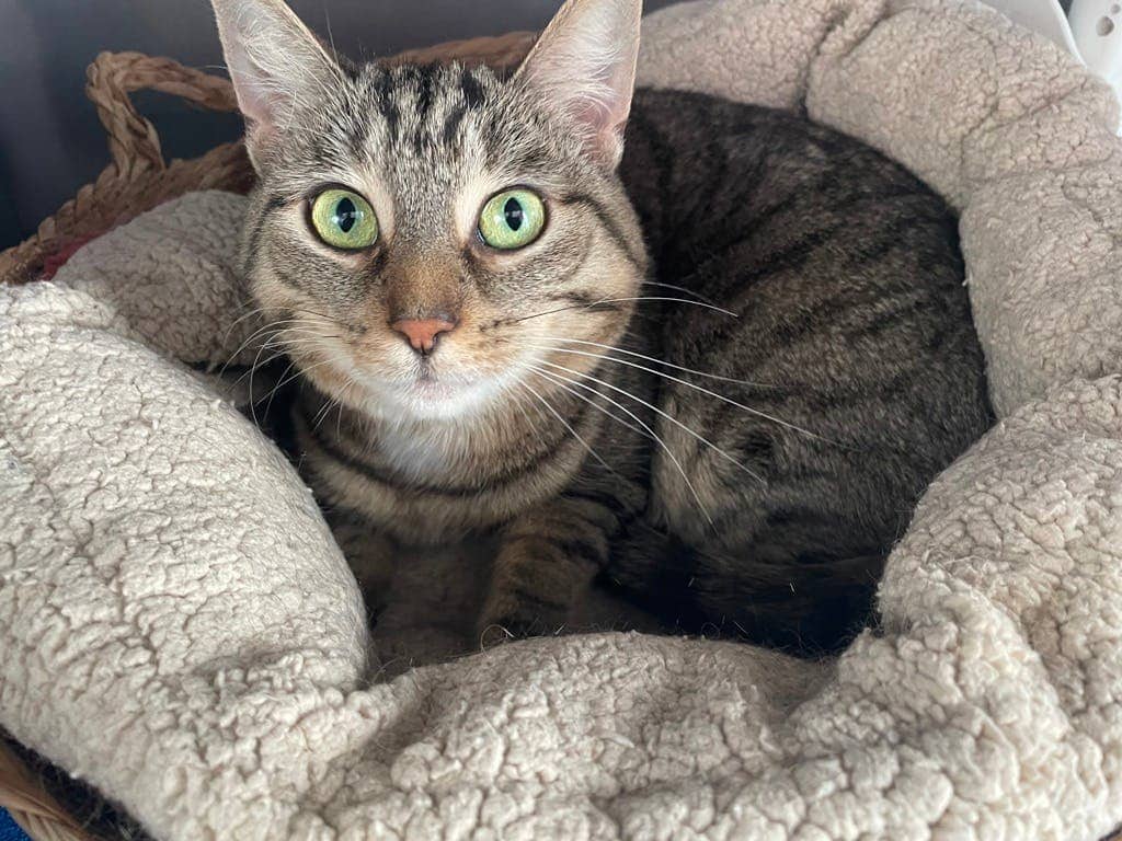 Eve - Domestic Short Hair available for adoption