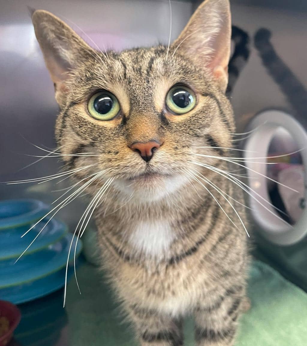 Nat - Domestic Short Hair available for adoption
