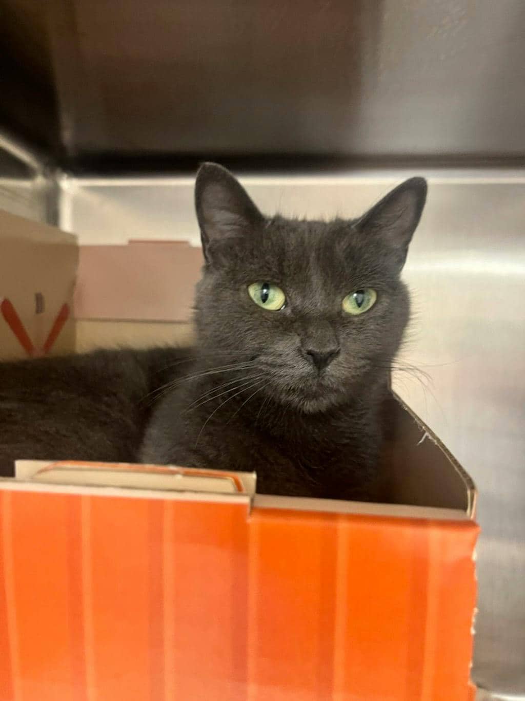 Sassy - Domestic Short Hair available for adoption