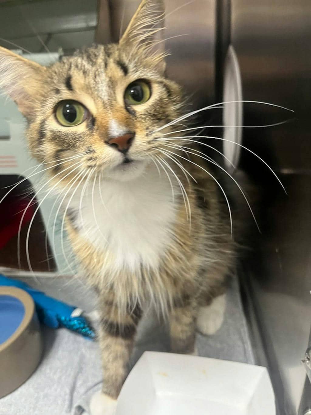 Beans - Domestic Medium Hair available for adoption