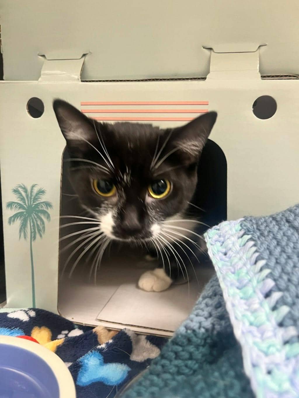 Bizzi @ Pet Valu Bracebridge - Domestic Short Hair cat available for adoption at Ontario SPCA (Central Ontario) in Bracebridge