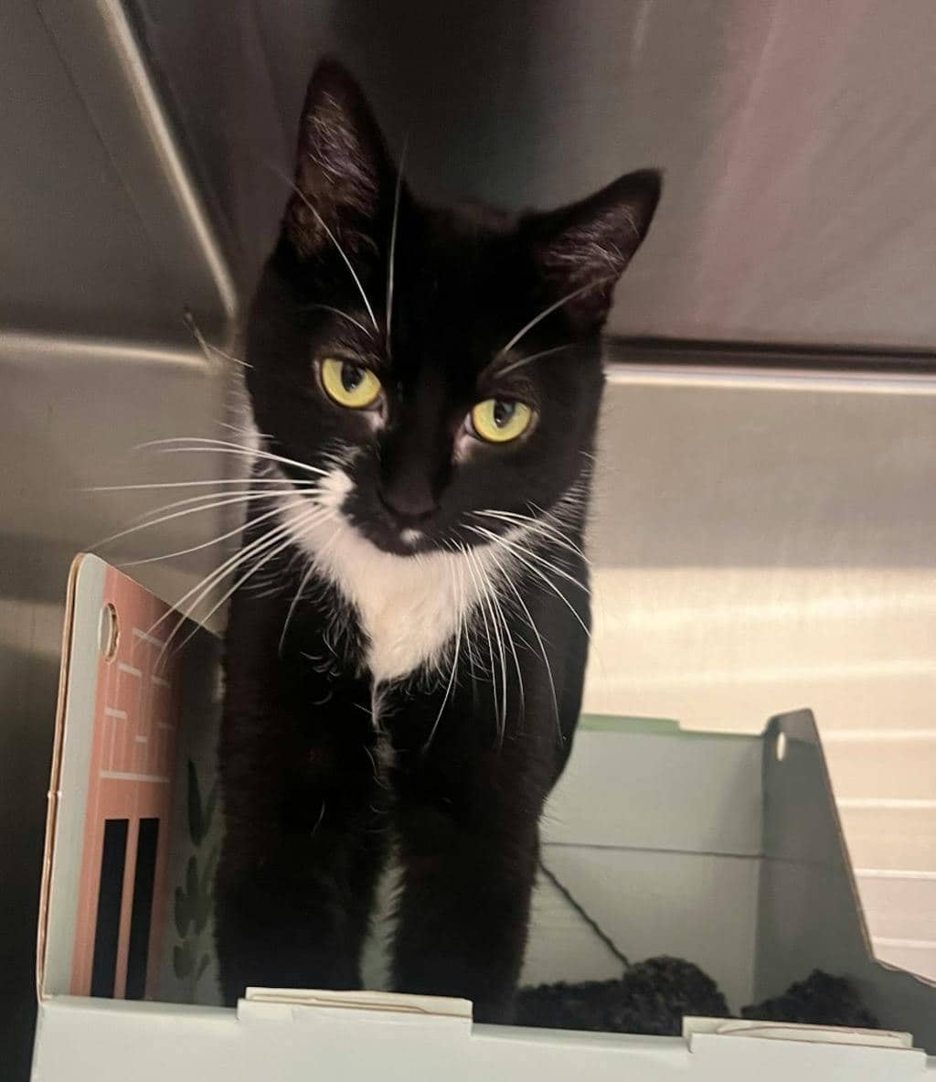 Flora - Domestic Short Hair cat available for adoption at Ontario SPCA (Central Ontario) in Bracebridge