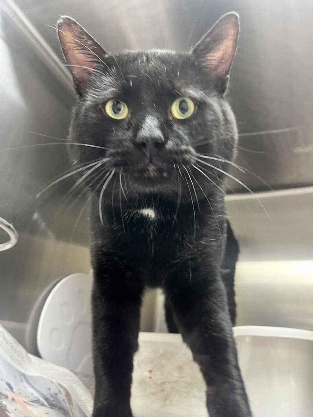 Pinata - Domestic Short Hair available for adoption