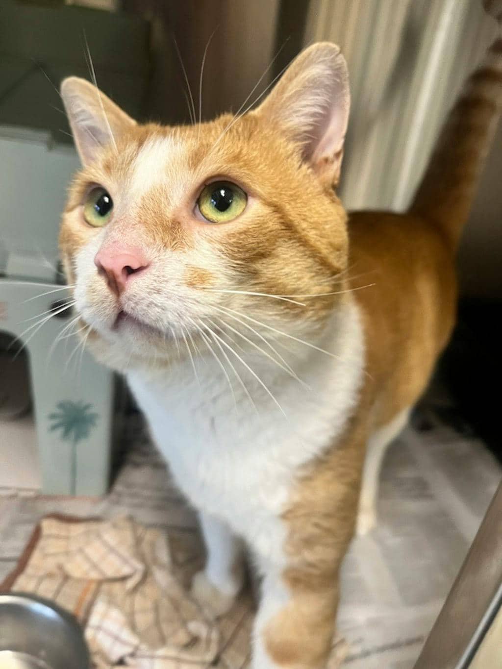 Talking Tom - Domestic Short Hair cat available for adoption at Ontario SPCA (Central Ontario) in Bracebridge