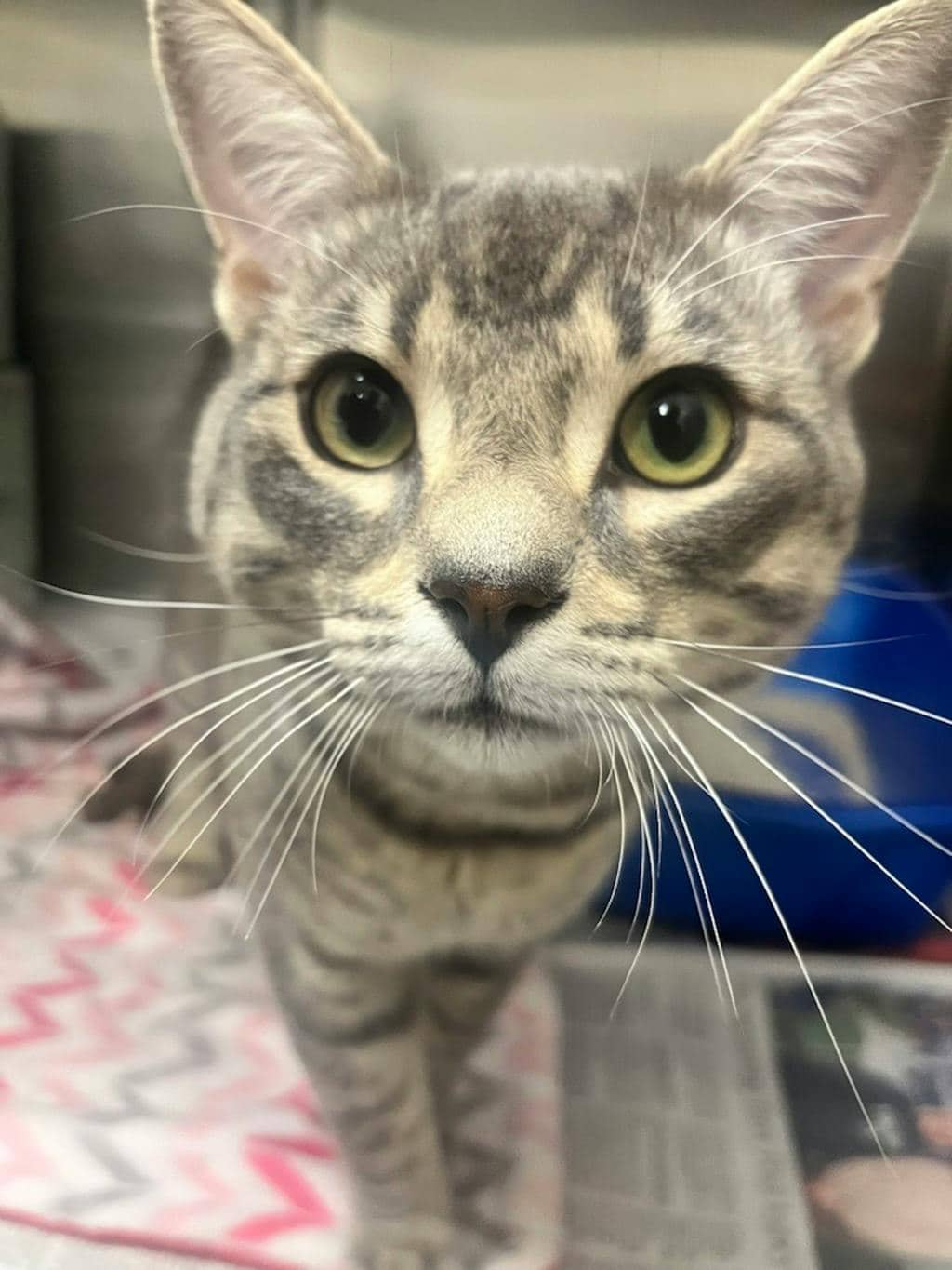 Beaujolais - Domestic Short Hair cat available for adoption at Ontario SPCA (Central Ontario) in Bracebridge