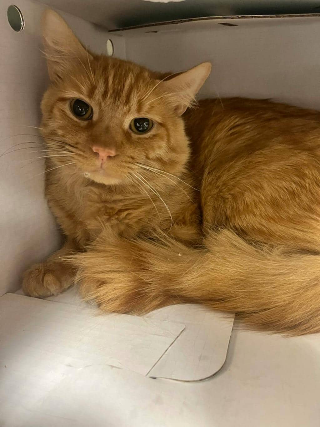 Woody - Domestic Medium Hair available for adoption