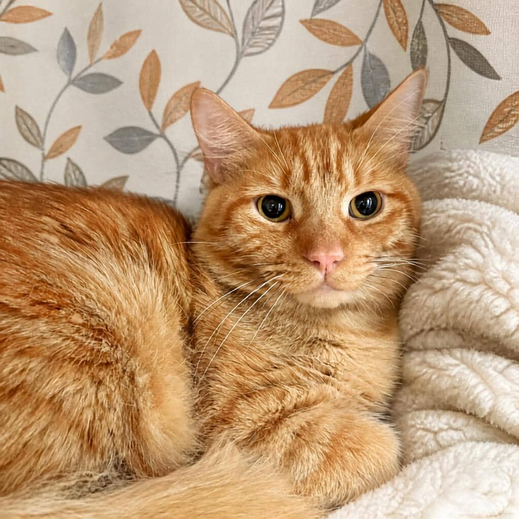 Woody - Domestic Medium Hair available for adoption
