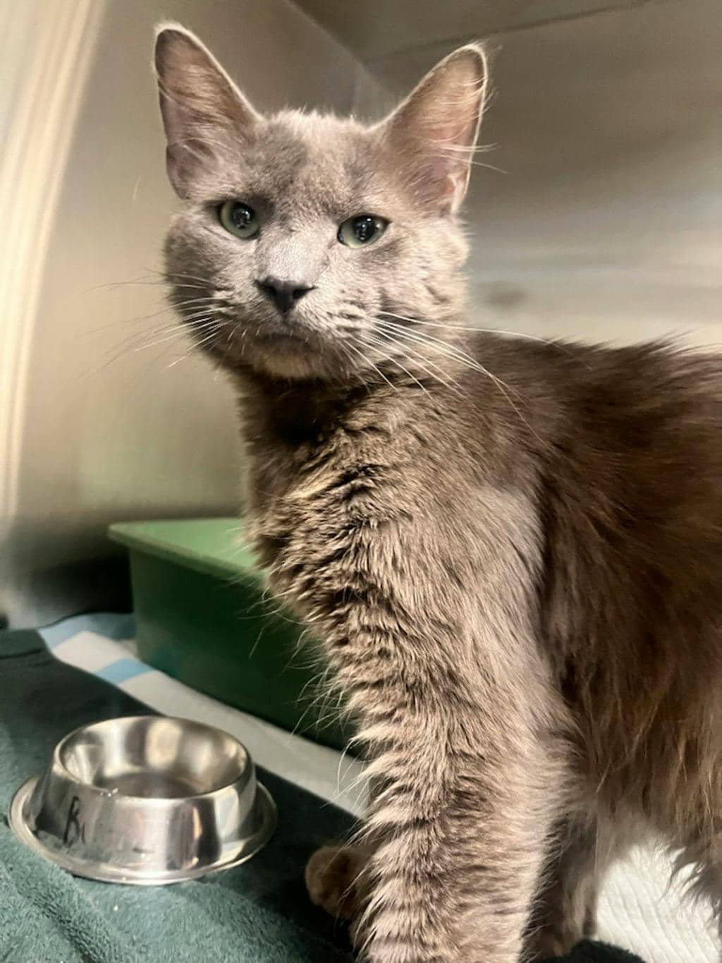 Buzz - Domestic Short Hair available for adoption