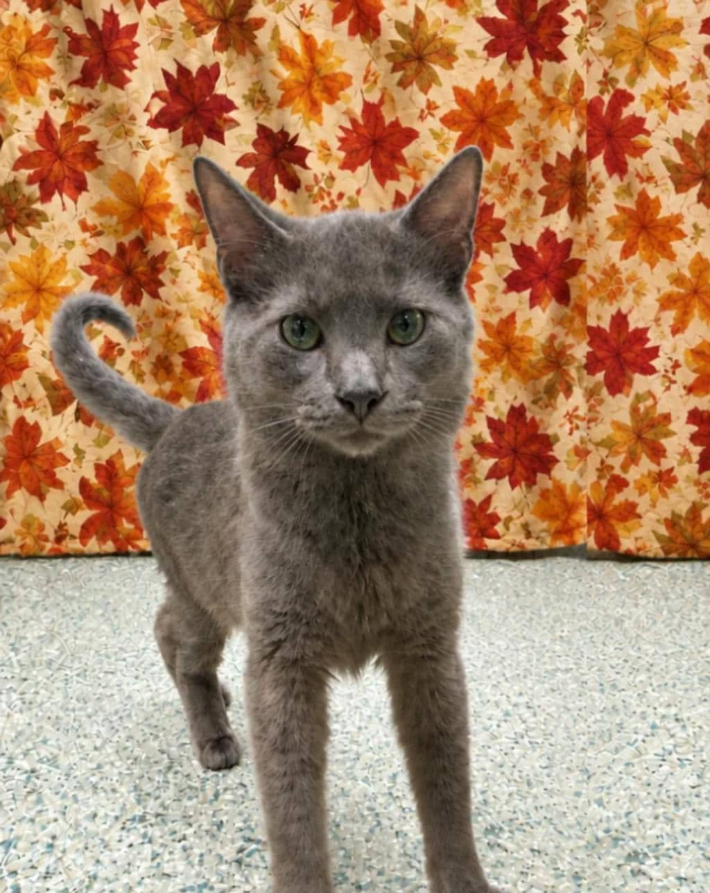 Buzz - Domestic Short Hair cat available for adoption at Ontario SPCA (Central Ontario) in Bracebridge