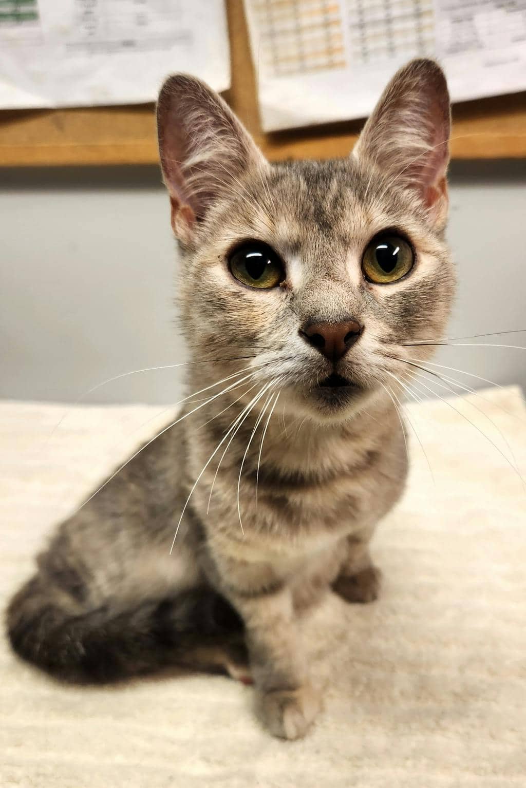 Rosé - Domestic Short Hair available for adoption