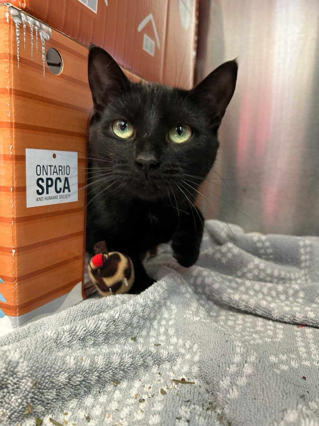 Luna - Domestic Short Hair cat available for adoption at Ontario SPCA (Central Ontario) in Midland