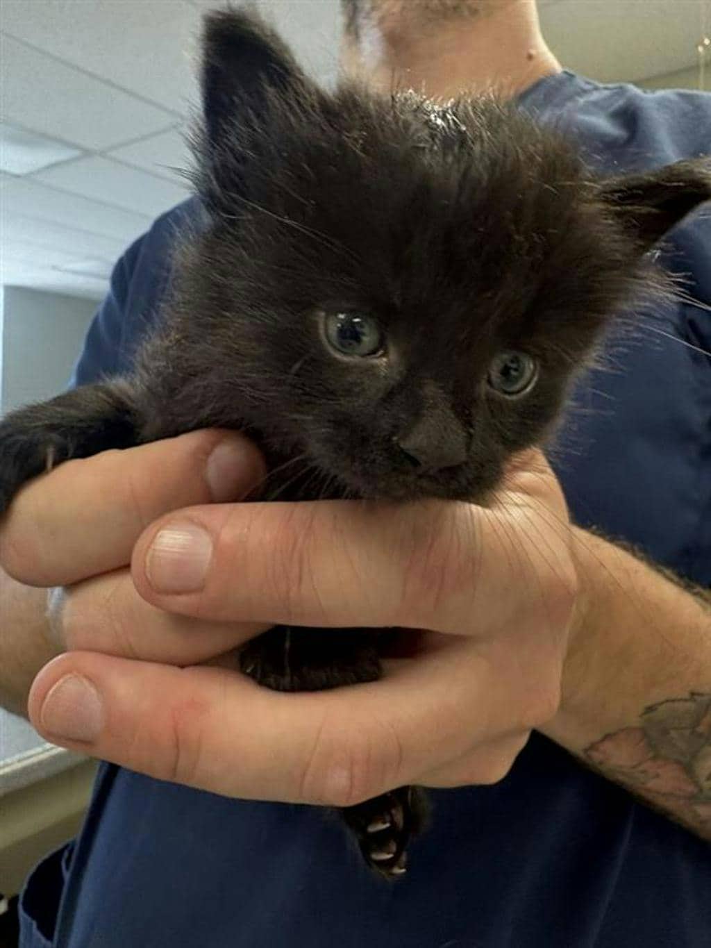 Mister Saturday - Domestic Medium Hair available for adoption