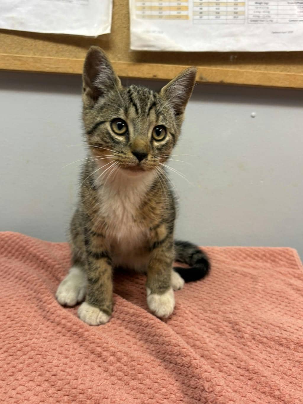 Poof - Domestic Short Hair available for adoption