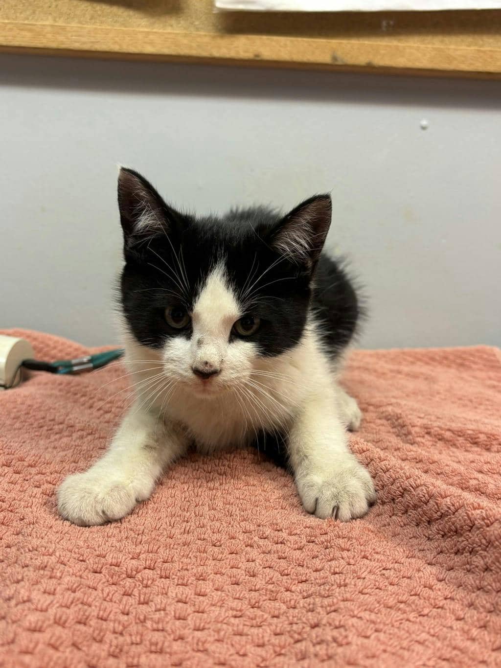 Wanda - Domestic Short Hair available for adoption