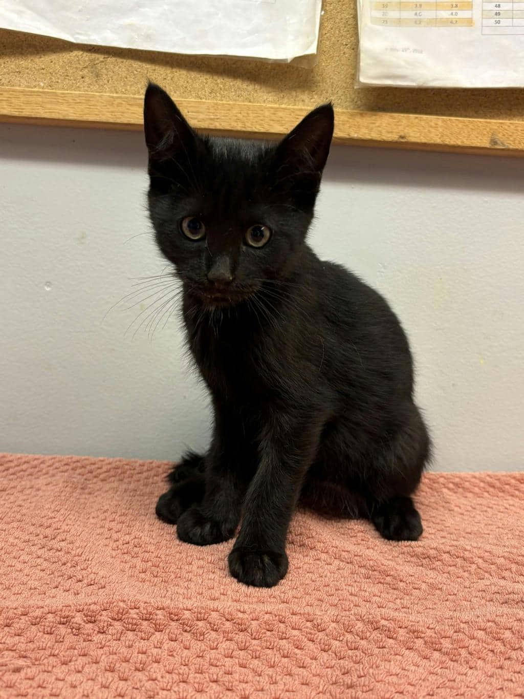 Blonda - Domestic Short Hair cat available for adoption at Ontario SPCA (Ottawa Area) in Cornwall