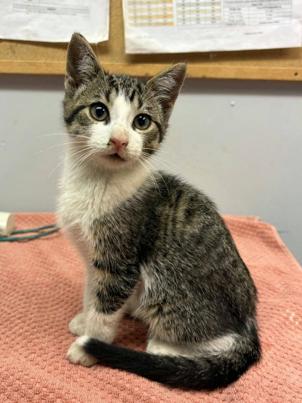 Cosmo - Domestic Short Hair available for adoption