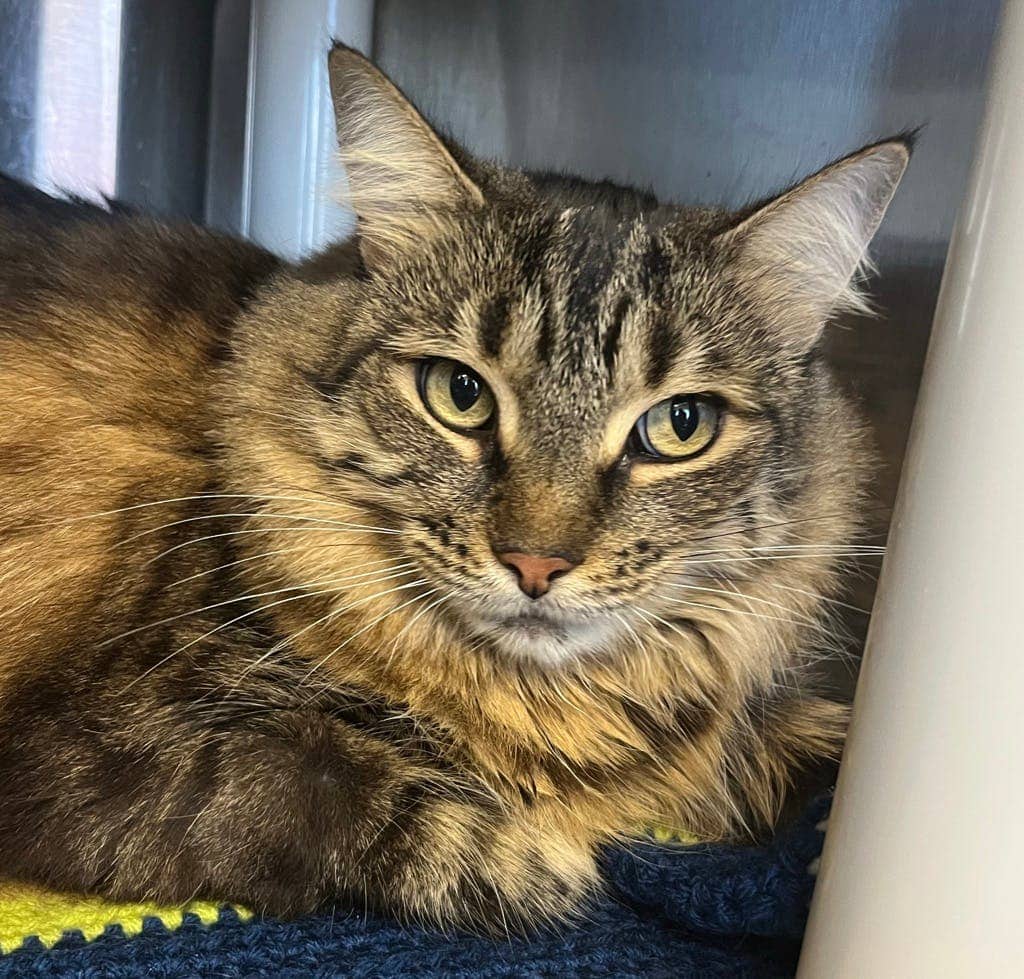 Ruby - Domestic Longhair available for adoption