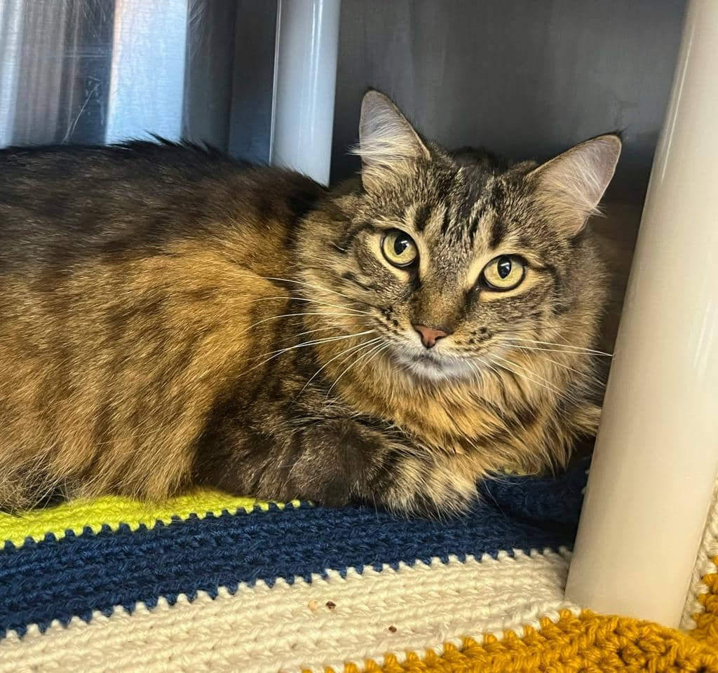 Ruby - Domestic Longhair cat available for adoption in Ontario