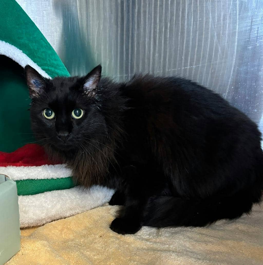Blue - Domestic Longhair cat available for adoption at Ontario SPCA (Ottawa Area) in Pembroke