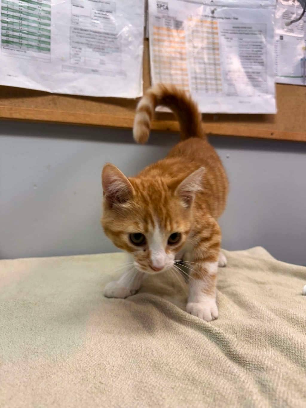 Bronson - Domestic Short Hair available for adoption