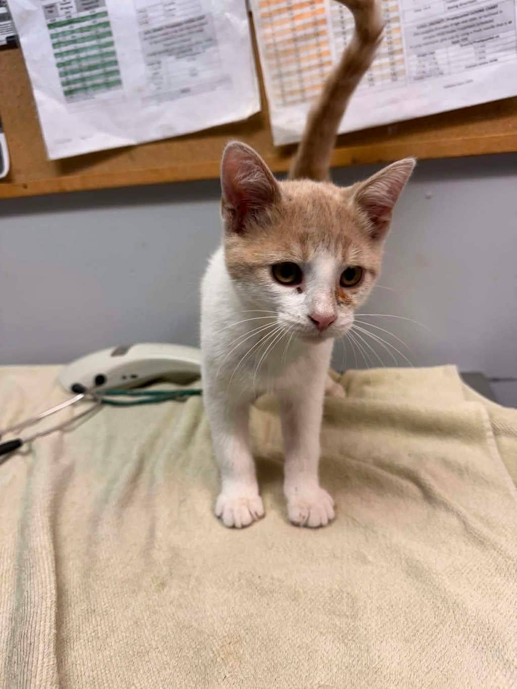 Anderson (petsmart Cornwall) - Domestic Short Hair available for adoption
