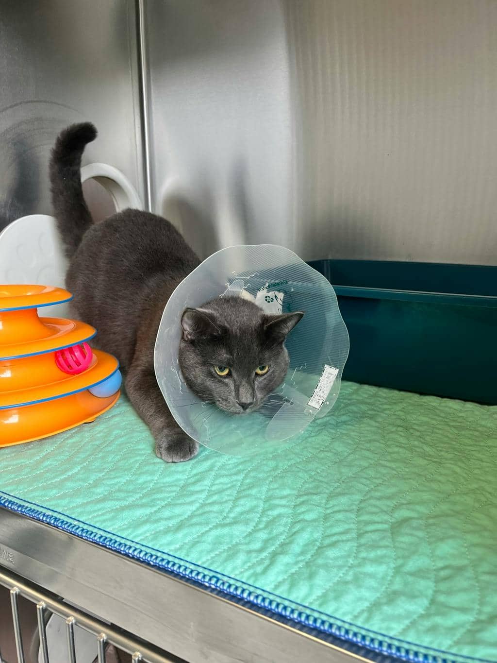 Parker (seneca) - Domestic Short Hair available for adoption