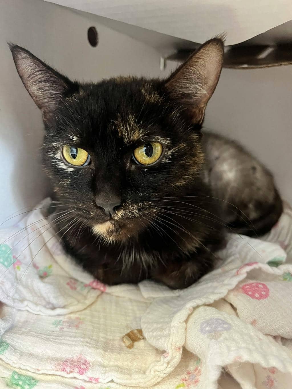 Melba - Domestic Short Hair cat available for adoption at Ontario SPCA (Toronto Area) in Stouffville