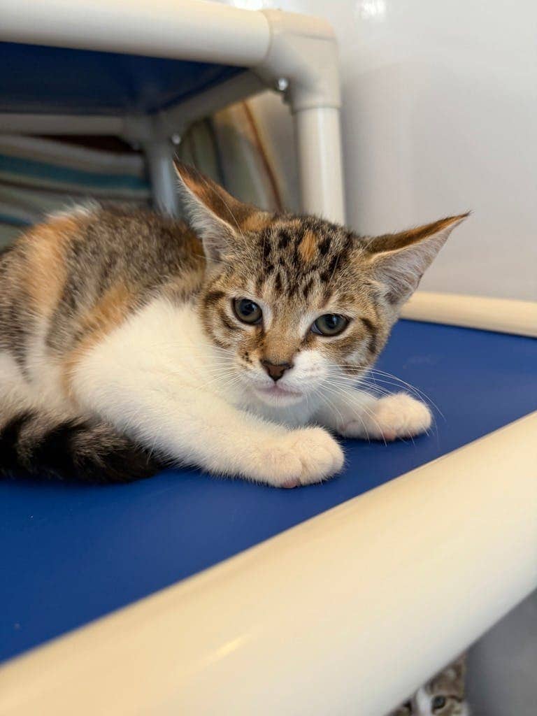 Elaine - Domestic Short Hair available for adoption