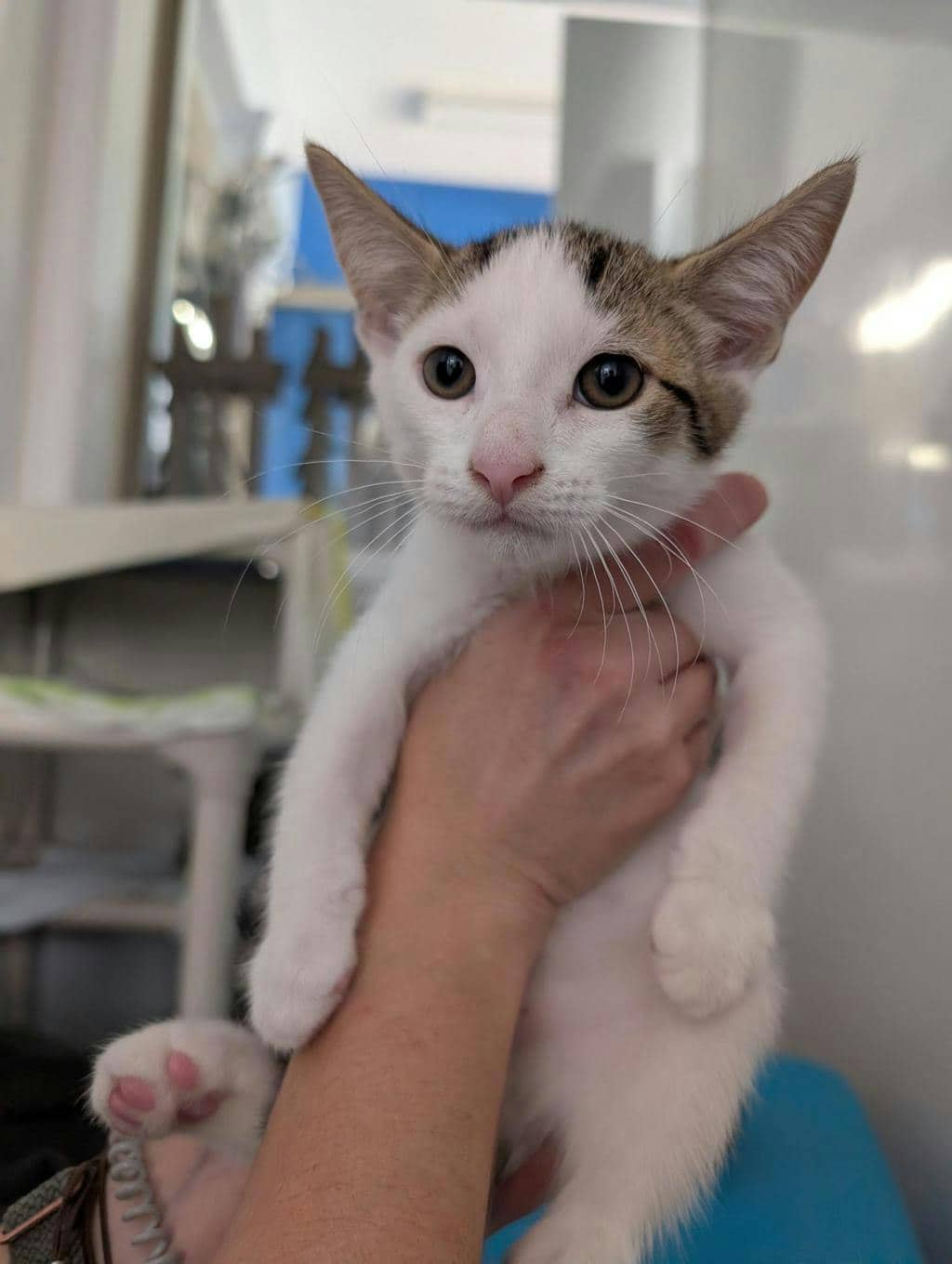 Kramer - Domestic Short Hair available for adoption