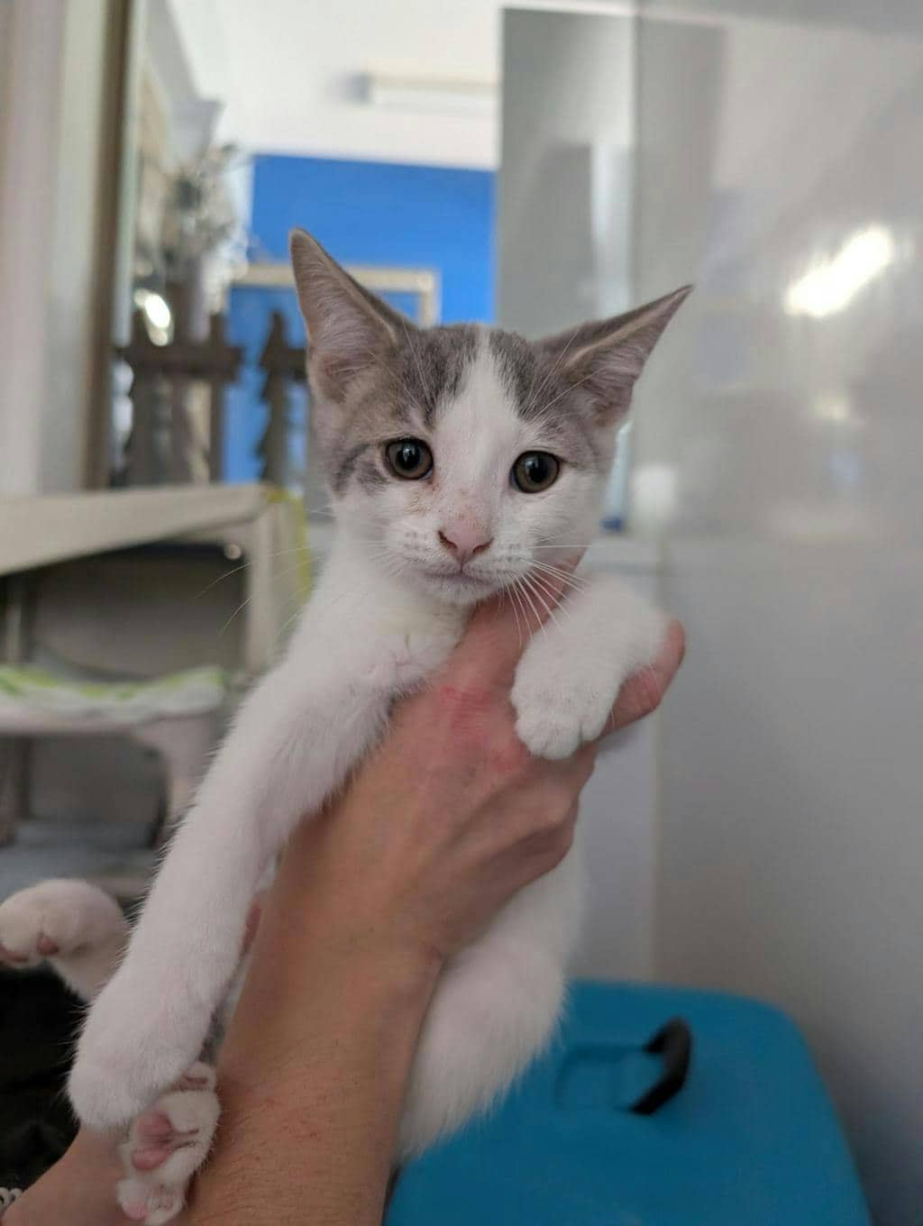 George - Domestic Short Hair available for adoption