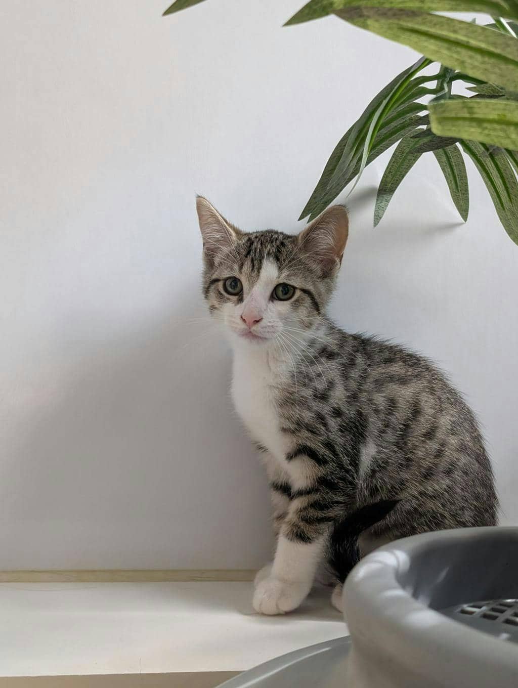 Jerry - Domestic Short Hair cat available for adoption at Ontario SPCA (Central Ontario) in Orillia