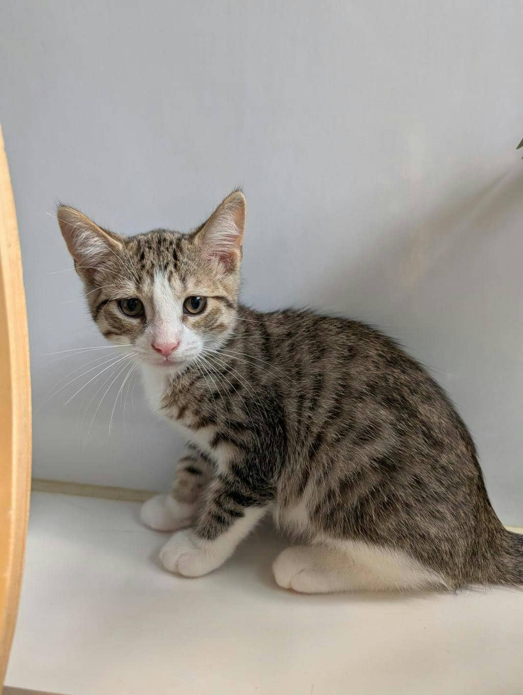 Newman - Domestic Short Hair cat available for adoption at Ontario SPCA (Central Ontario) in Orillia
