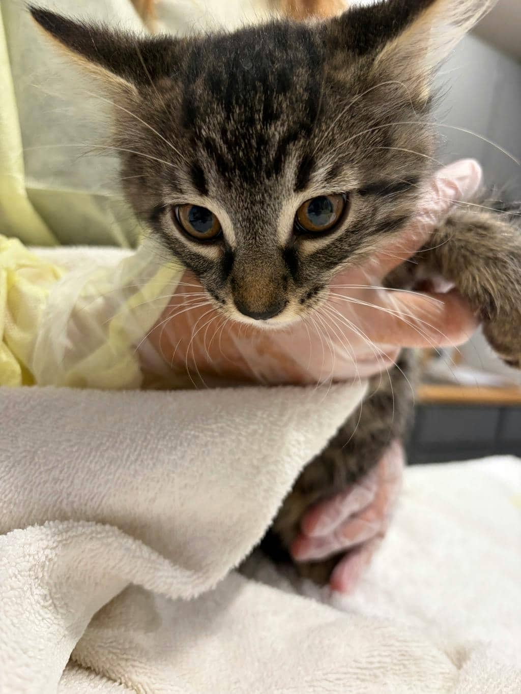 Neville - Domestic Longhair available for adoption
