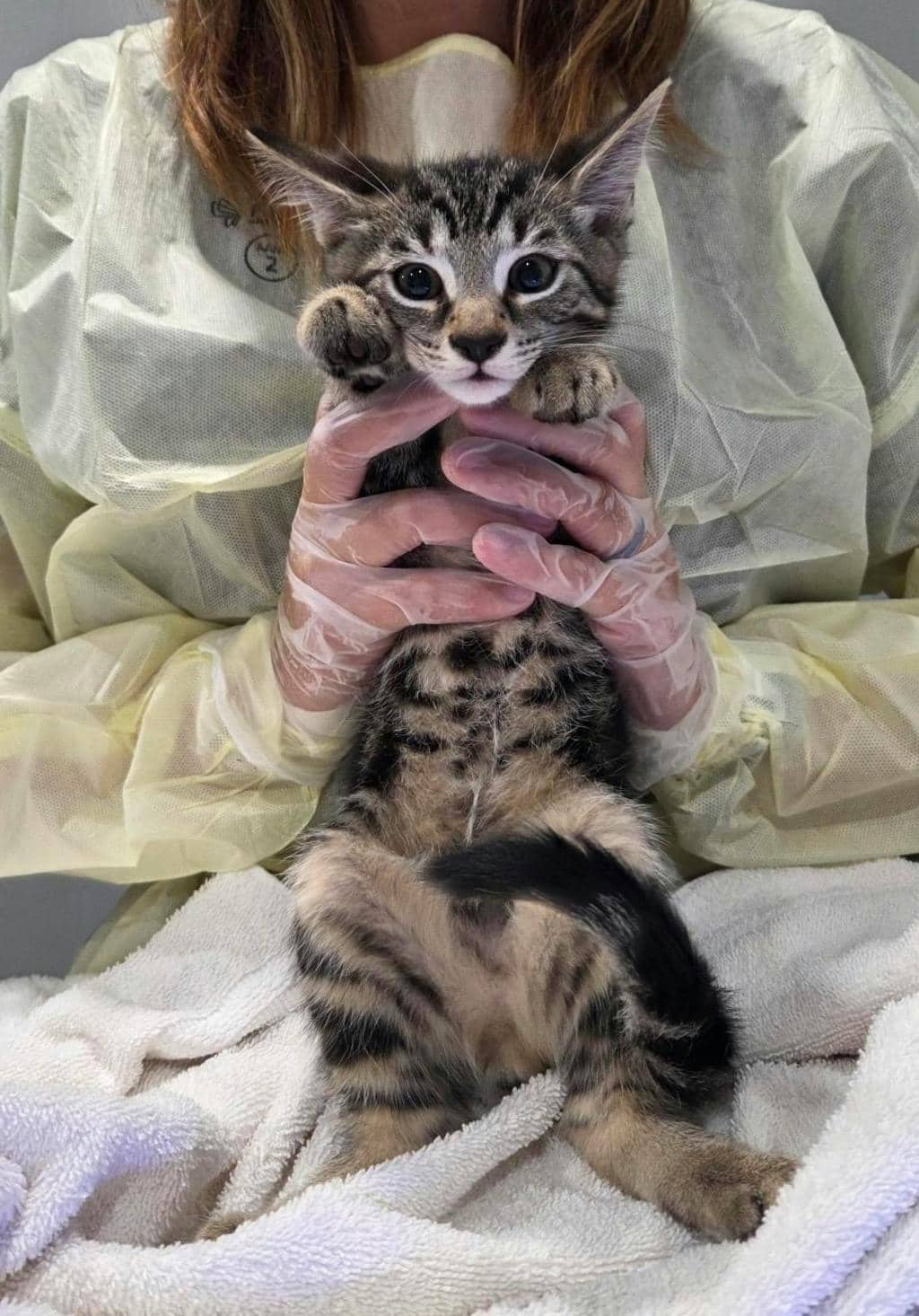 Harry - Domestic Short Hair available for adoption