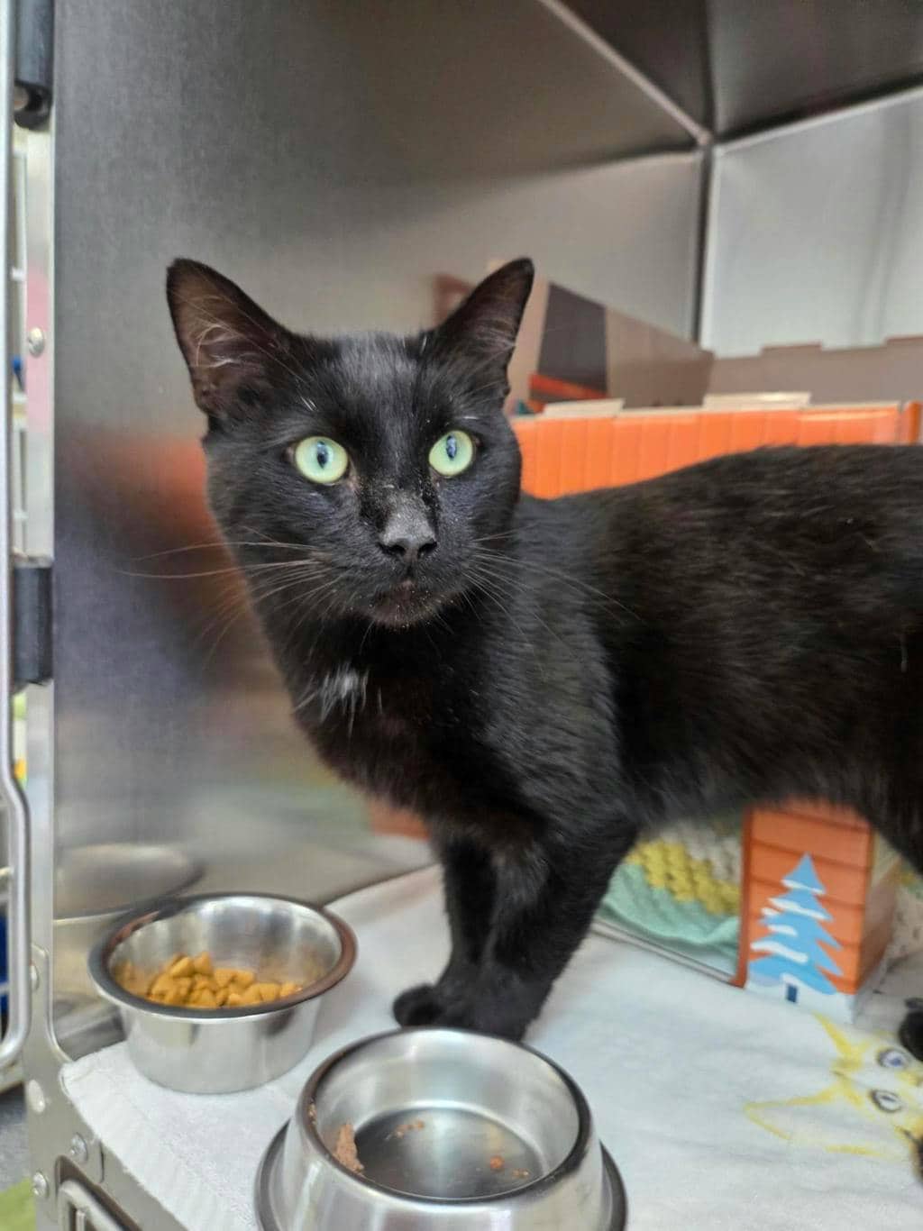 Fishstick - Domestic Short Hair available for adoption