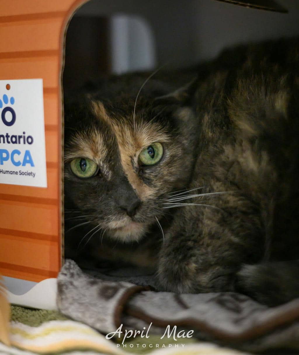 Crystal - Domestic Short Hair available for adoption