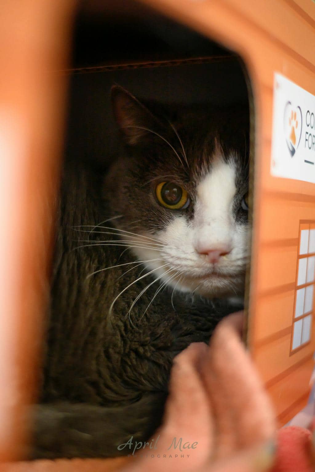 Carlisle - Domestic Short Hair available for adoption