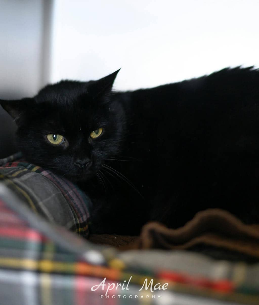Calem - Domestic Short Hair cat available for adoption at Ontario SPCA (Central Ontario) in Orangeville