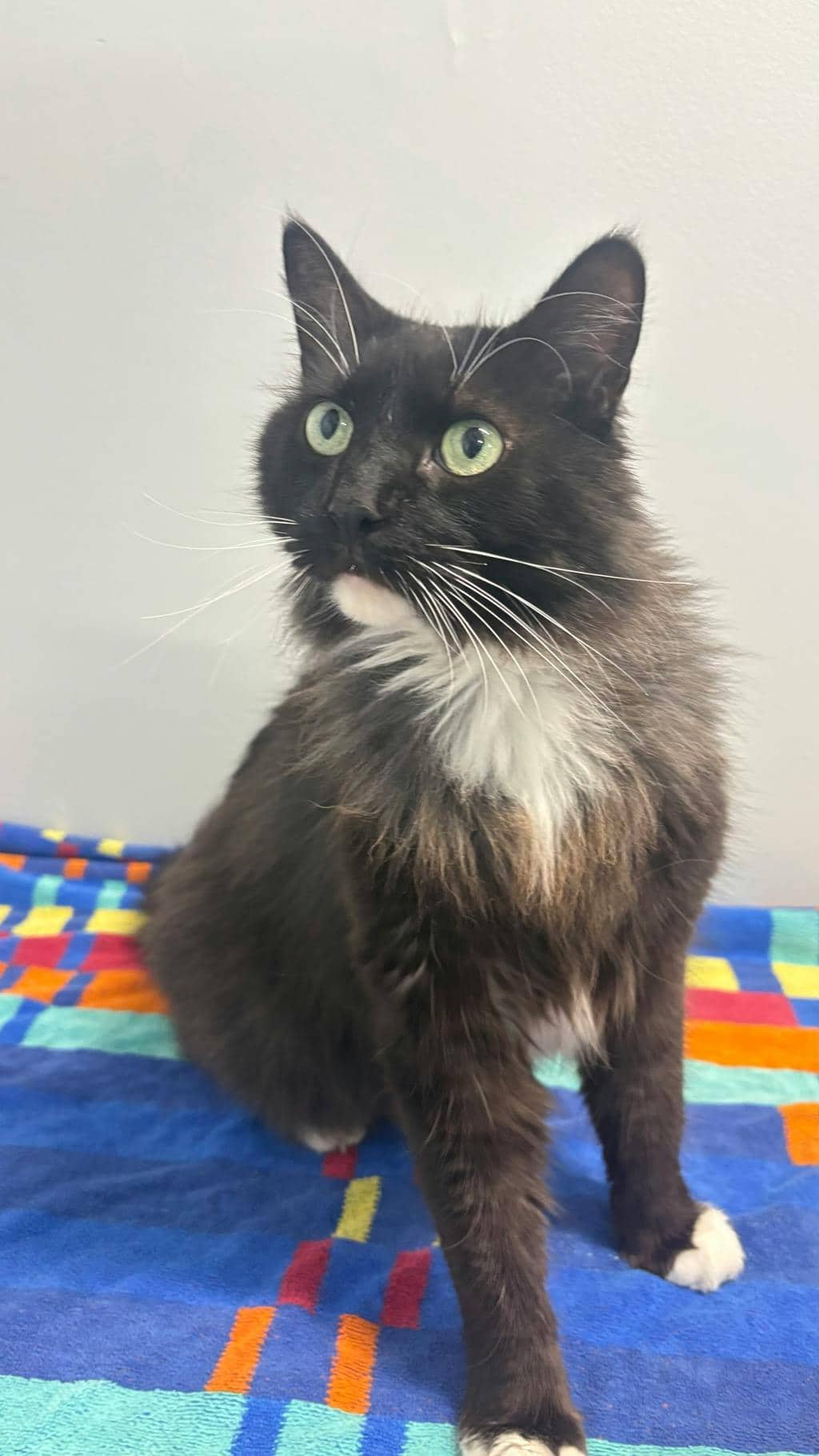 Bartholo-Mew - Domestic Longhair cat available for adoption at Ontario SPCA (Central Ontario) in Barrie