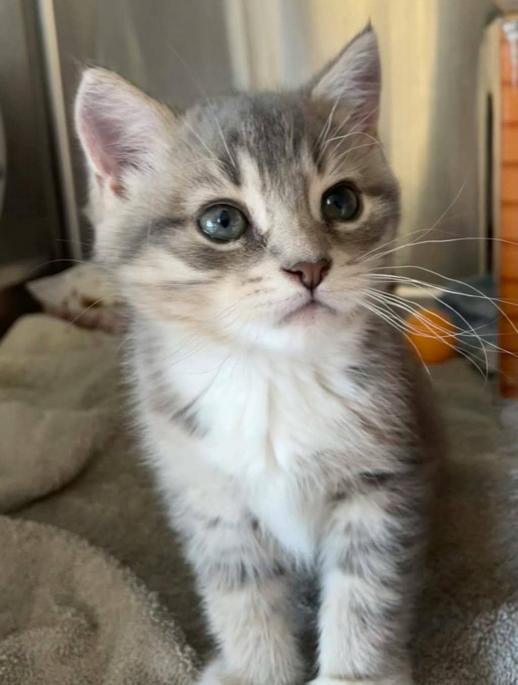 Whirlwind - Domestic Medium Hair cat available for adoption at Ontario SPCA (Ottawa Area) in Pembroke
