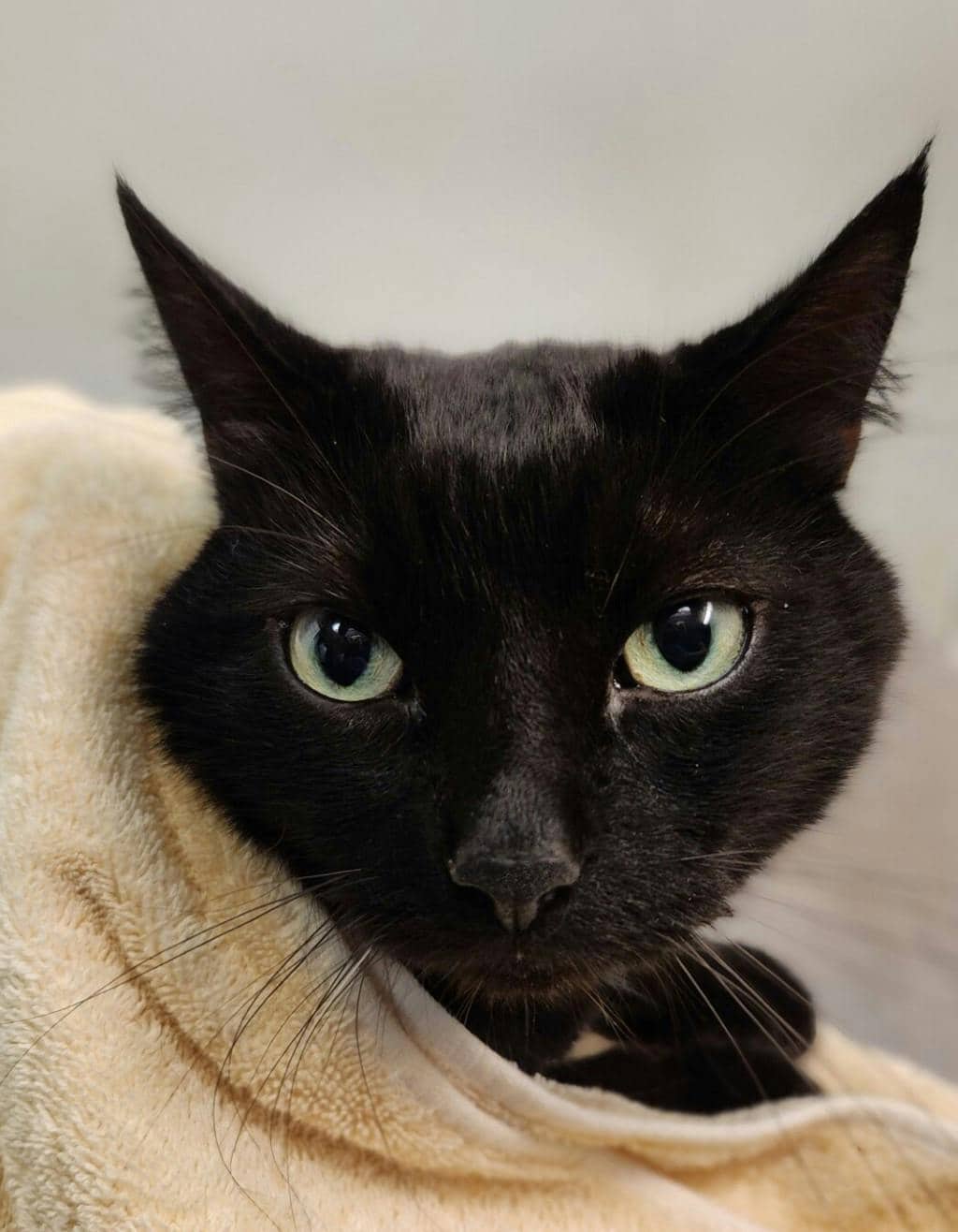 Zoey - Domestic Medium Hair cat available for adoption at Ontario SPCA (Ottawa Area) in Cornwall